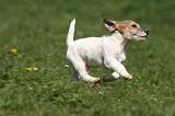 JACK RUSSEL 076